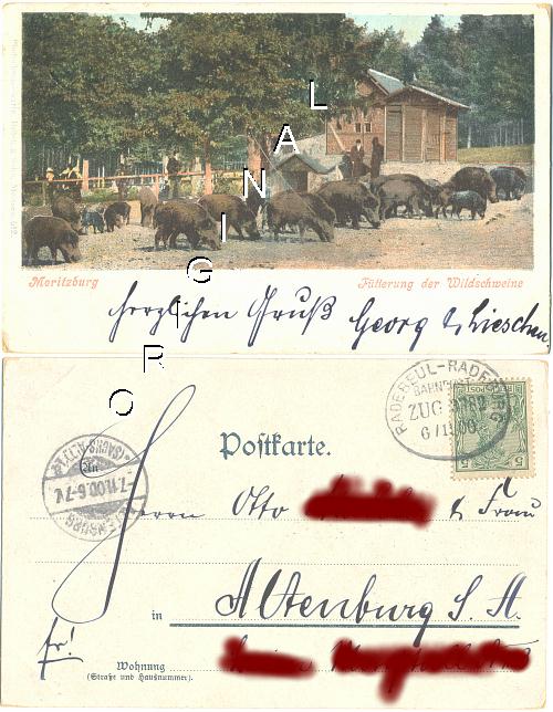 BAHNPOST 1900 auf AK MORITZBURG Ftterung der Wildschweine LITHO - 12,00 Eur