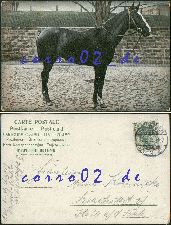 Sehr schnes Pferd (6) 1903 gelaufen - 10,00 Eur